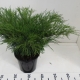 Juniperus sabina ES19  C3