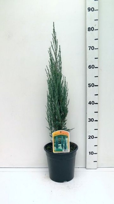 Juniperus sco. 'Blue Arrow' ES19  C3