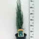 Juniperus sco. 'Blue Arrow' ES19  C3