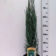 Juniperus sco. 'Blue Arrow' ES19  C3