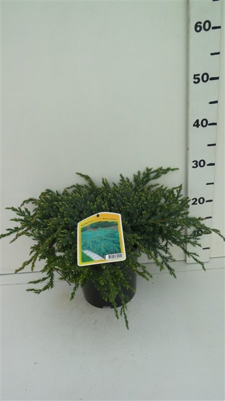 Juniperus squamata 'Blue Carpet' ES19  C3