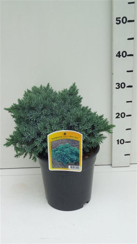 Juniperus squamata 'Blue Star' ES19  C3