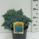 Juniperus squamata 'Blue Star' ES19  C3