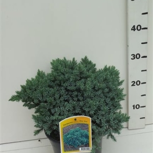 Juniperus squamata 'Blue Star' ES19  C3