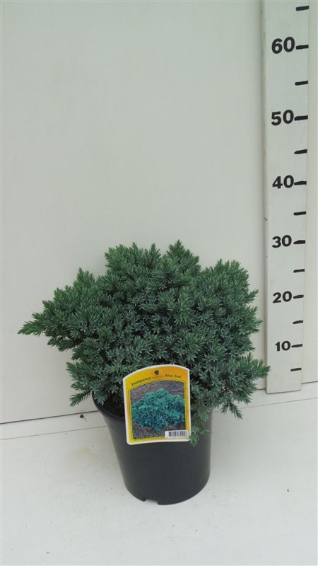 Juniperus squamata 'Blue Star' ES19  C3