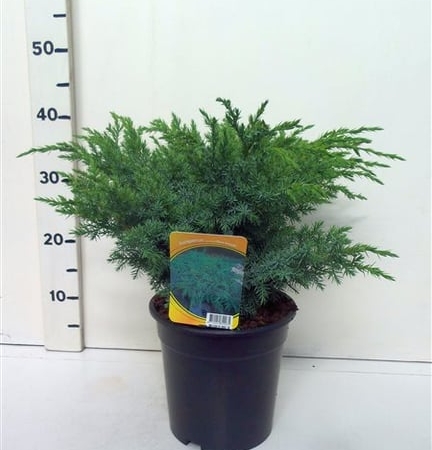 Juniperus squamata 'Blue Sweden ES19  C3