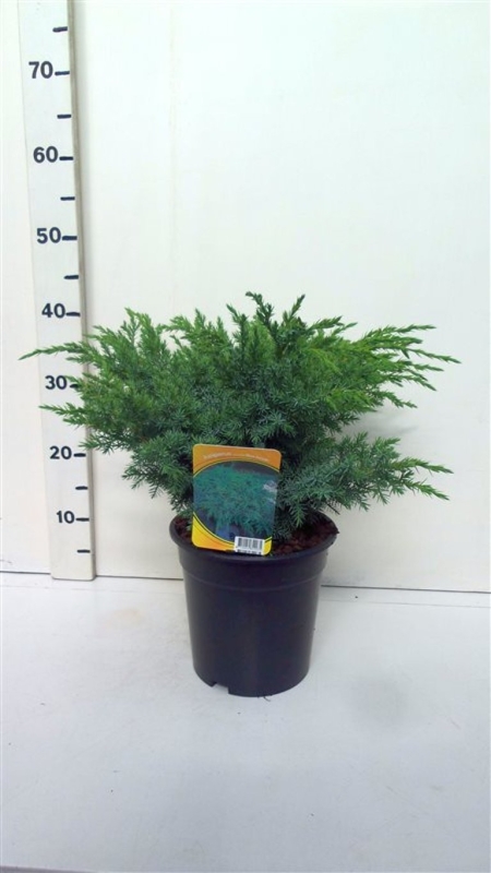 Juniperus squamata 'Blue Sweden ES19  C3