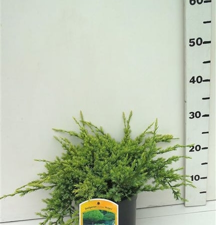 Juniperus squamata 'Holger' ES19  C3