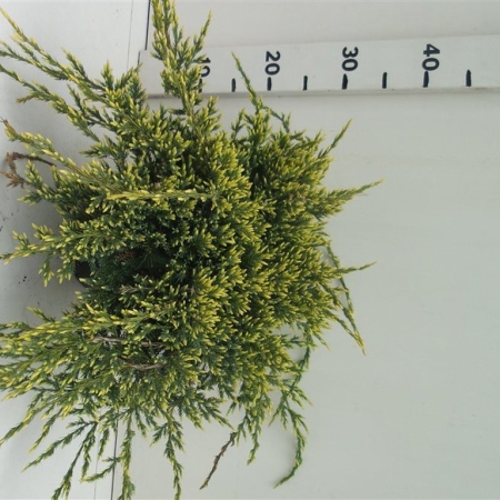 Juniperus squamata 'Holger' ES19  C3