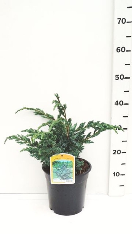 Juniperus squamata 'Meyeri' ES19  C3