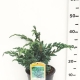 Juniperus squamata 'Meyeri' ES19  C3