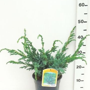 Juniperus squamata 'Meyeri' ES19  C3