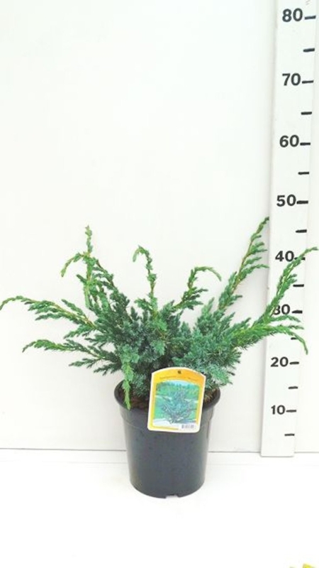 Juniperus squamata 'Meyeri' ES19  C3
