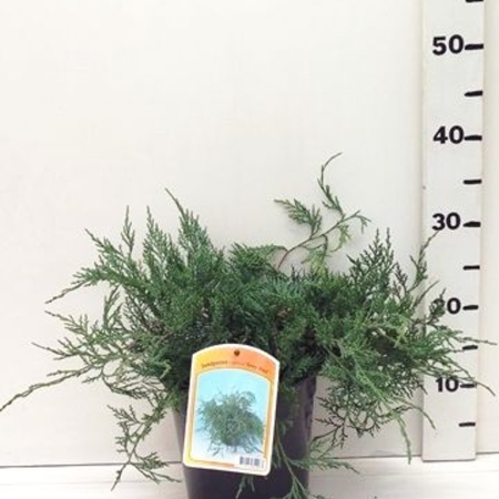 Juniperus vir. 'Grey Owl' ES19  C3