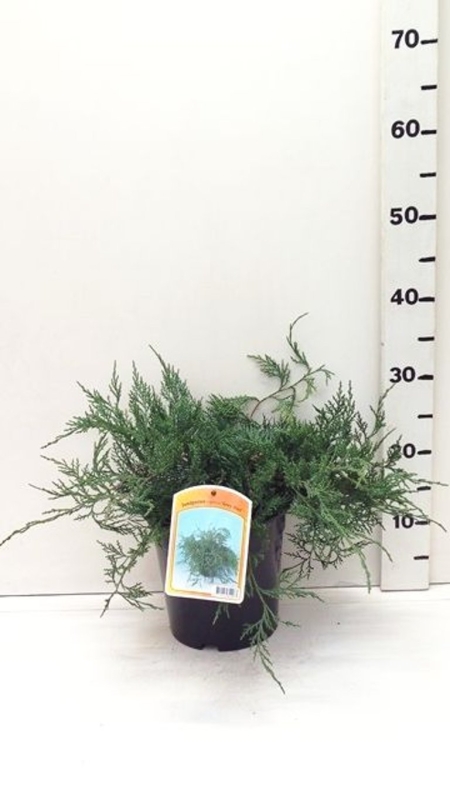 Juniperus vir. 'Grey Owl' ES19  C3