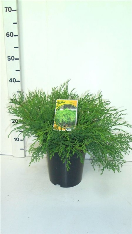 Microbiota decussata 'Sibirteppe' ES19  C3