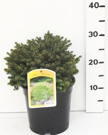 Picea abies 'Little Gem' ES19  C3