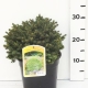 Picea abies 'Little Gem' ES19  C3