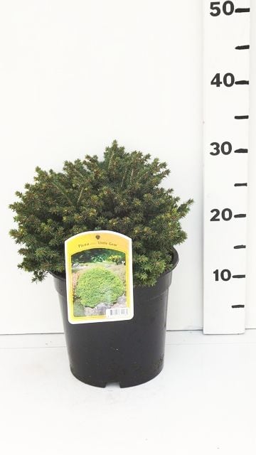 Picea abies 'Little Gem' ES19  C3