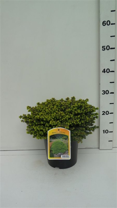 Picea abies 'Little Gem' ES19  C3