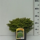 Picea abies 'Little Gem' ES19  C3