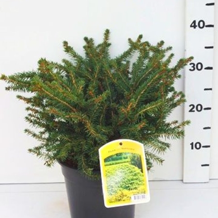 Picea abies 'Nidiformis' ES19  C3