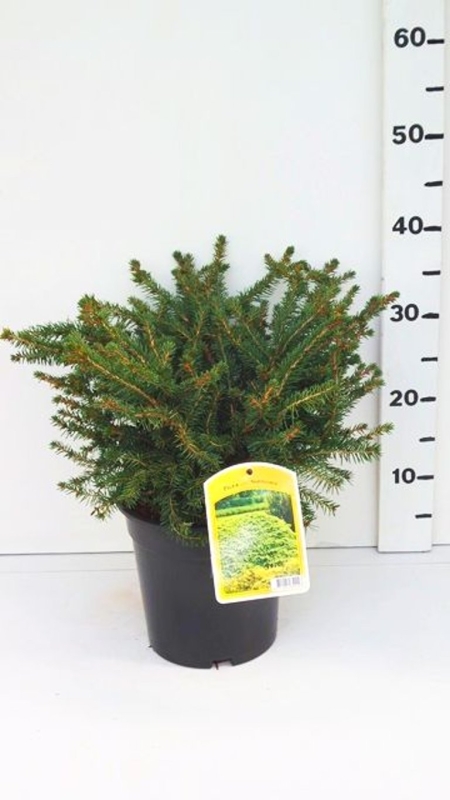 Picea abies 'Nidiformis' ES19  C3