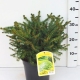 Picea abies 'Nidiformis' ES19  C3