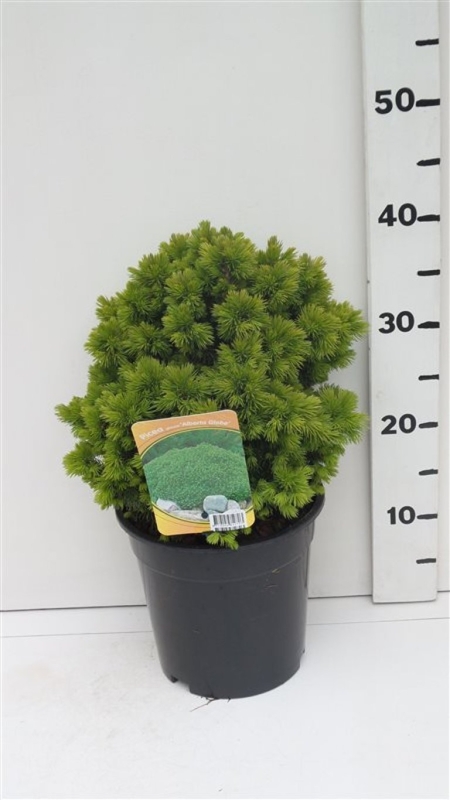 Picea glauca 'Alberta Globe' ES19  C3