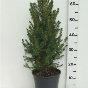 Picea glauca 'Conica' ES19  C3