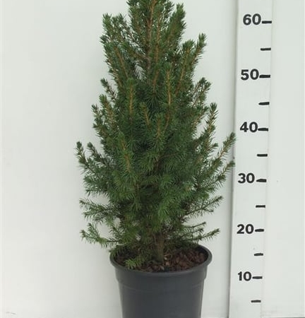 Picea glauca 'Conica' ES19  C3