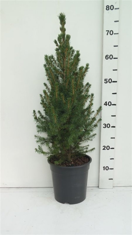 Picea glauca 'Conica' ES19  C3