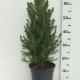 Picea glauca 'Conica' ES19  C3