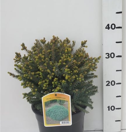 Picea glauca 'Echiniformis' ES19  C3