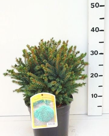 Picea glauca 'Echiniformis' ES19  C3