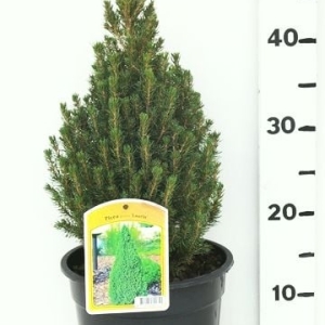 Picea glauca 'Laurin' ES19  C3