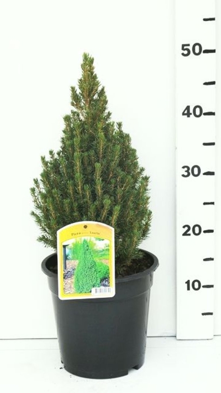 Picea glauca 'Laurin' ES19  C3