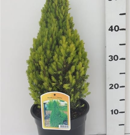 Picea glauca 'Laurin' ES19  C3