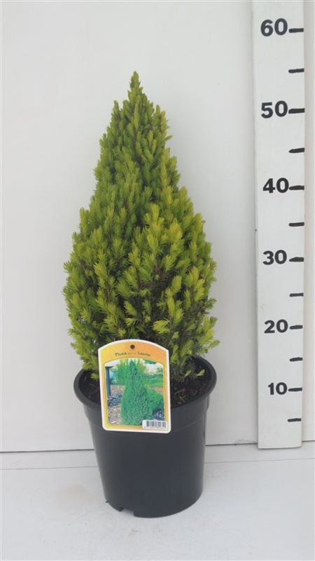 Picea glauca 'Laurin' ES19  C3
