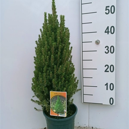 Picea glauca 'Laurin' ES19  C3