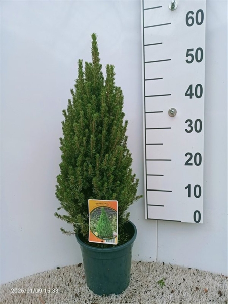 Picea glauca 'Laurin' ES19  C3
