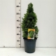 Picea glauca Perfecta ES19  C3