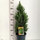 Picea glauca Perfecta ES19  C3
