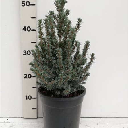 Picea glauca 'Sander's Blue' ES19  C3