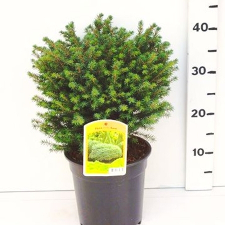 Picea omorika 'Karel' ES19  C3