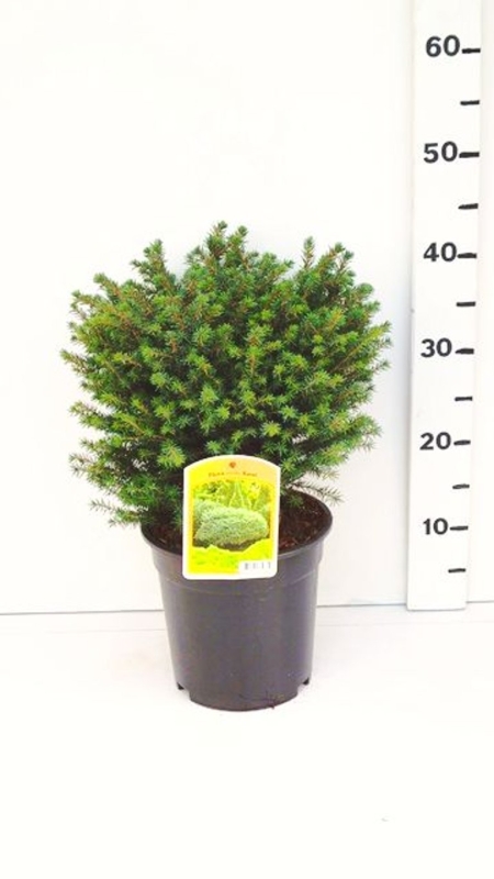 Picea omorika 'Karel' ES19  C3