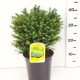 Picea omorika 'Karel' ES19  C3