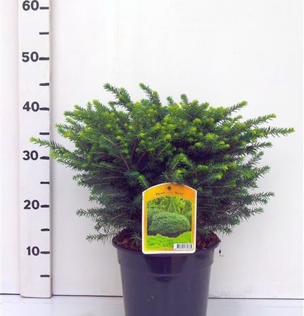 Picea omorika 'Karel' ES19  C3