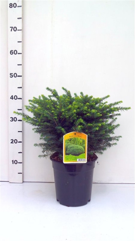 Picea omorika 'Karel' ES19  C3