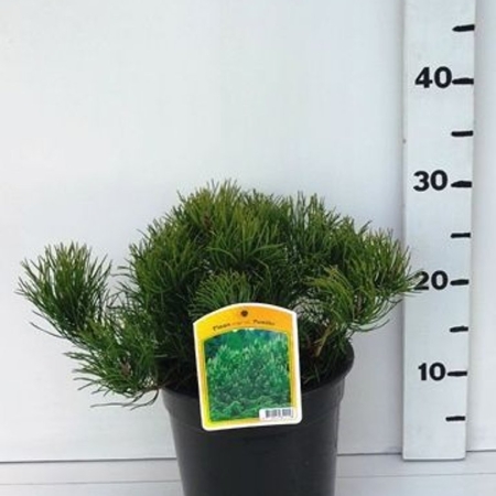 Pinus mugo 'Pumilio ES19  C3